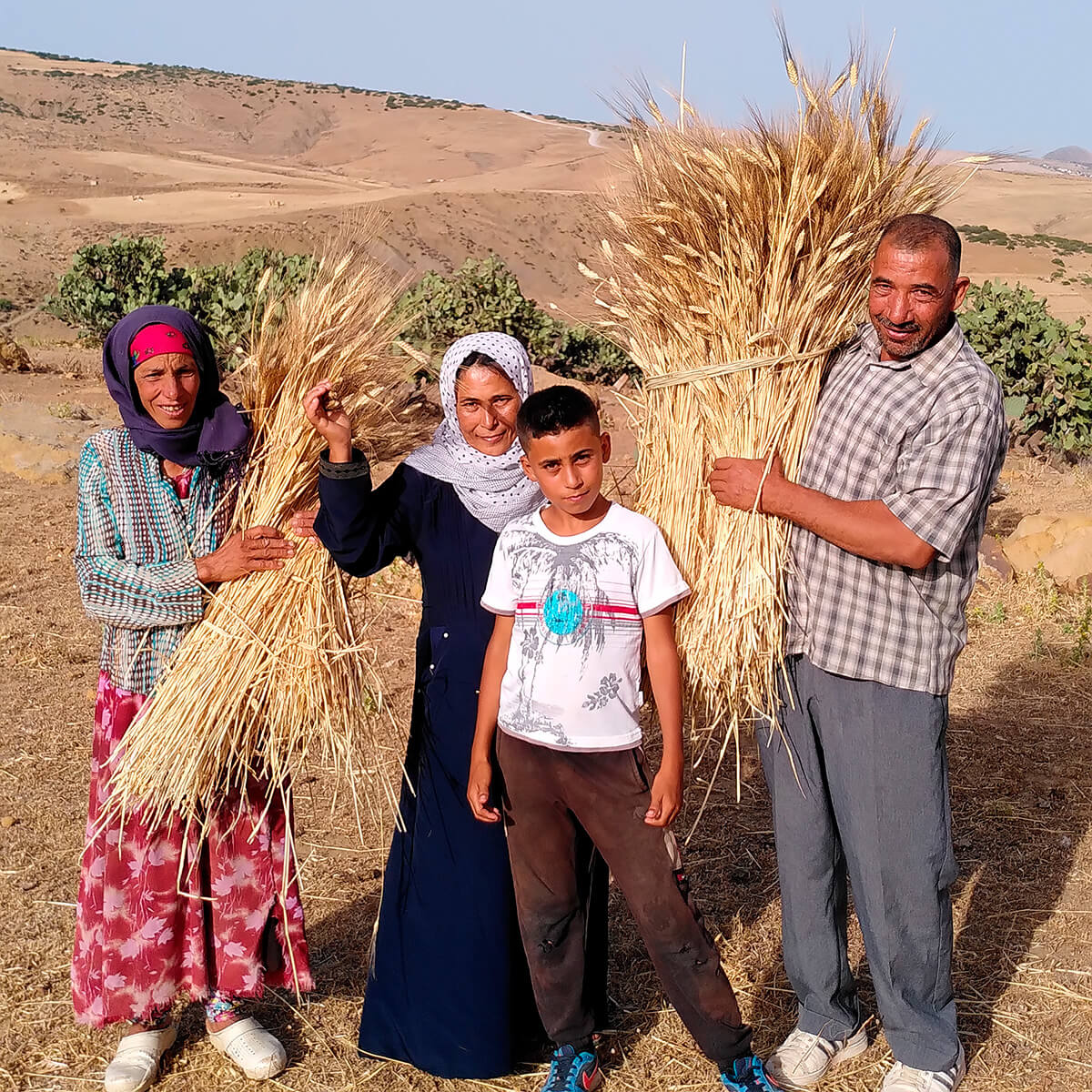 Culture du blé variété ancienne de Tunisie