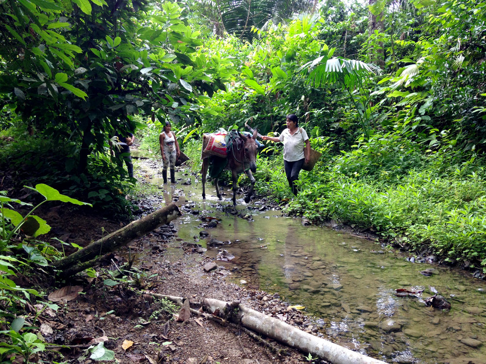 Transport du cacao par pirogue - coopérative ASOROMCHAC - Equateur