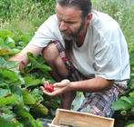 producteur fraises commerce équitable