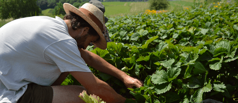 Paysans d'ici commerce équitable pour les producteurs français Paysans d'ici commerce équitable pour les producteurs français