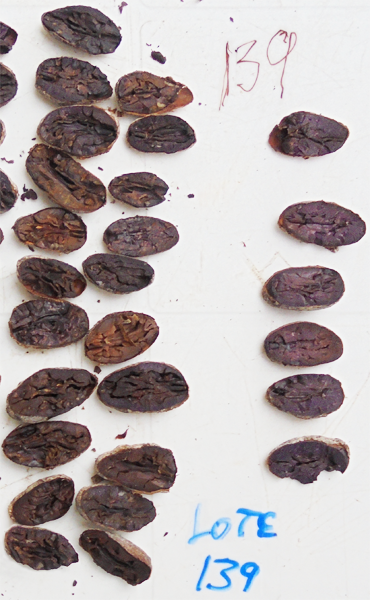 haïti test a la coupe fève cacao bio equitable ethiquable
